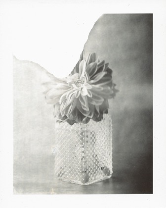 2019-Polaflowers (5)